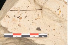 Foto (Detailansicht) von Glyptostrobus europaeus Brongniart (NHMW-GEO-2024-0188-11398)
